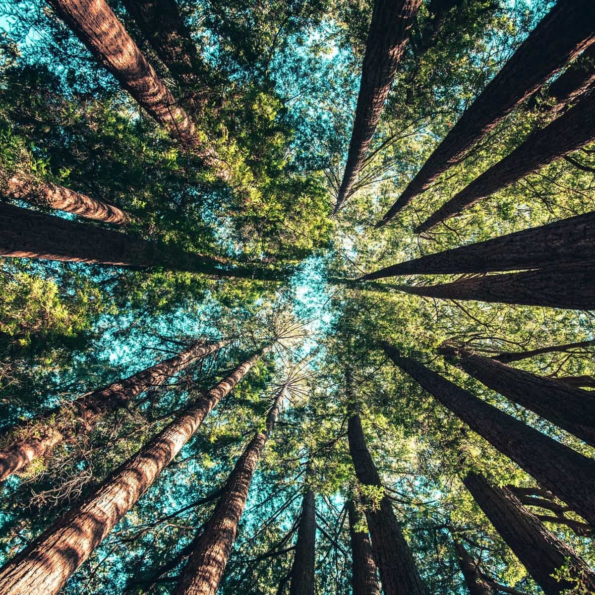 Happy international day of forests !