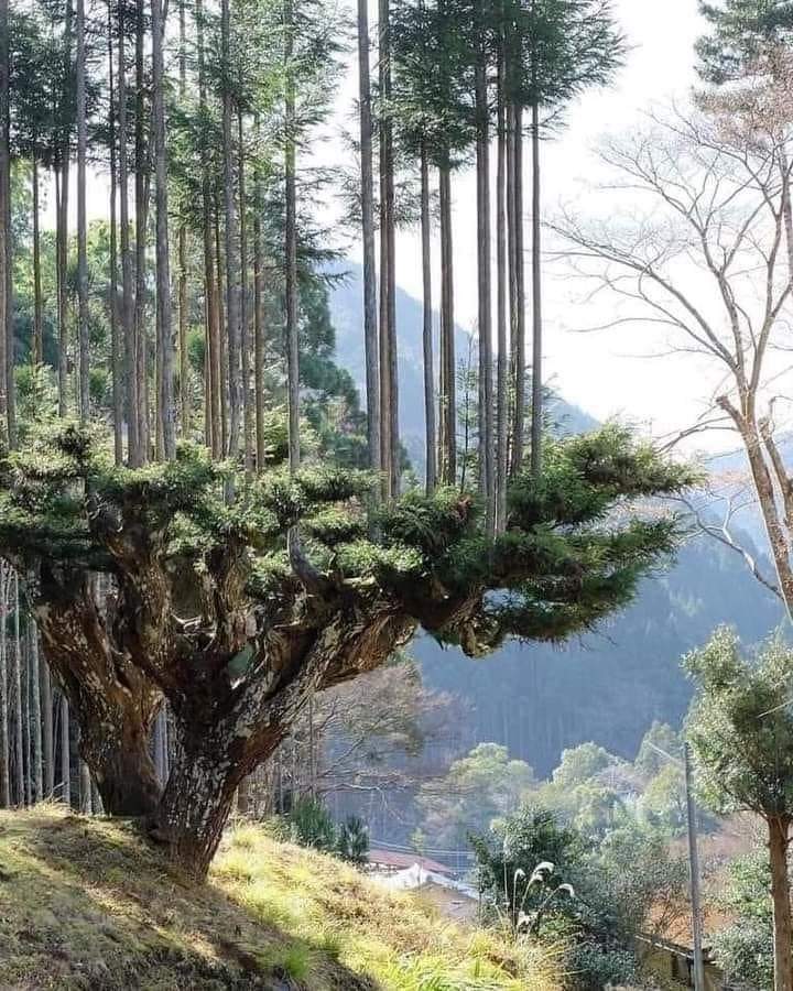 Japaner produzieren seit 700 Jahren Holz, ohne Bäume zu fällen …