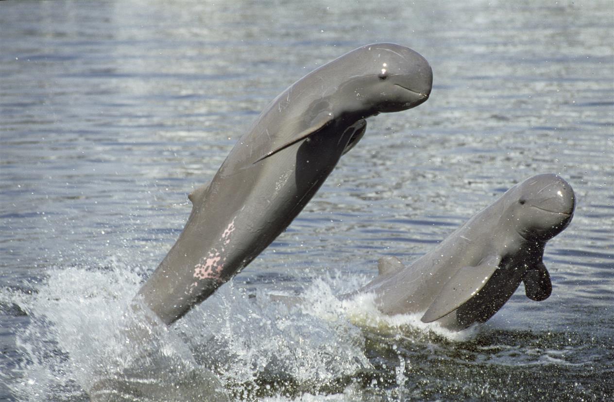 Seltenste Delfinart gefunden in indonesischen Gewässern: Irawadidelfin! – lexnau